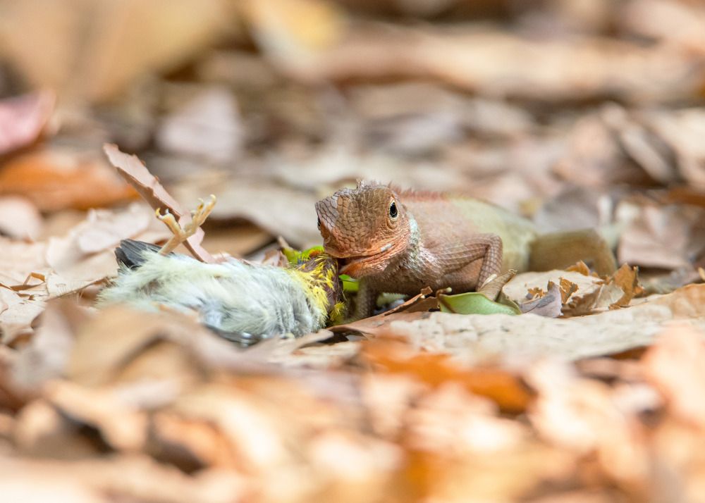 Photograph by Pinak Paul