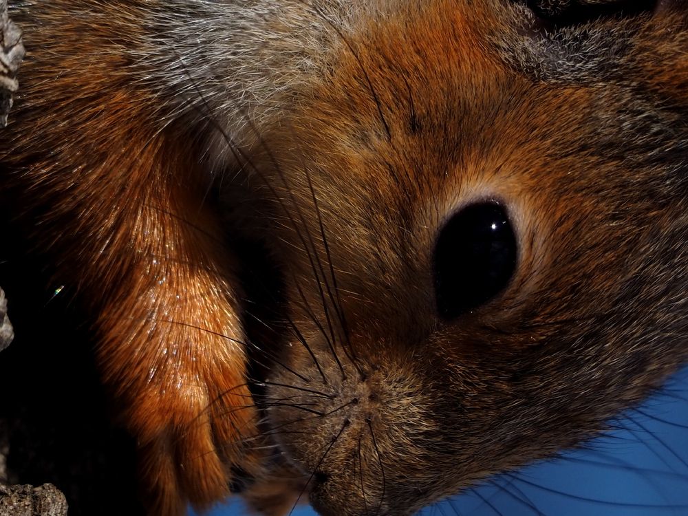 Photograph by Elena Khalizova