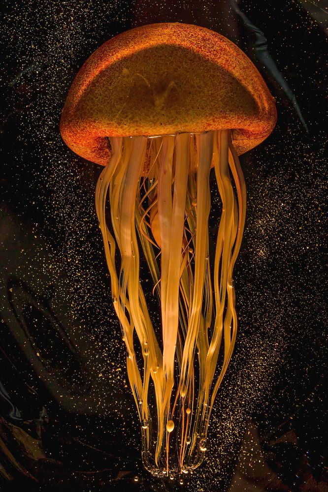 Фотография автора Hotea Gabriel