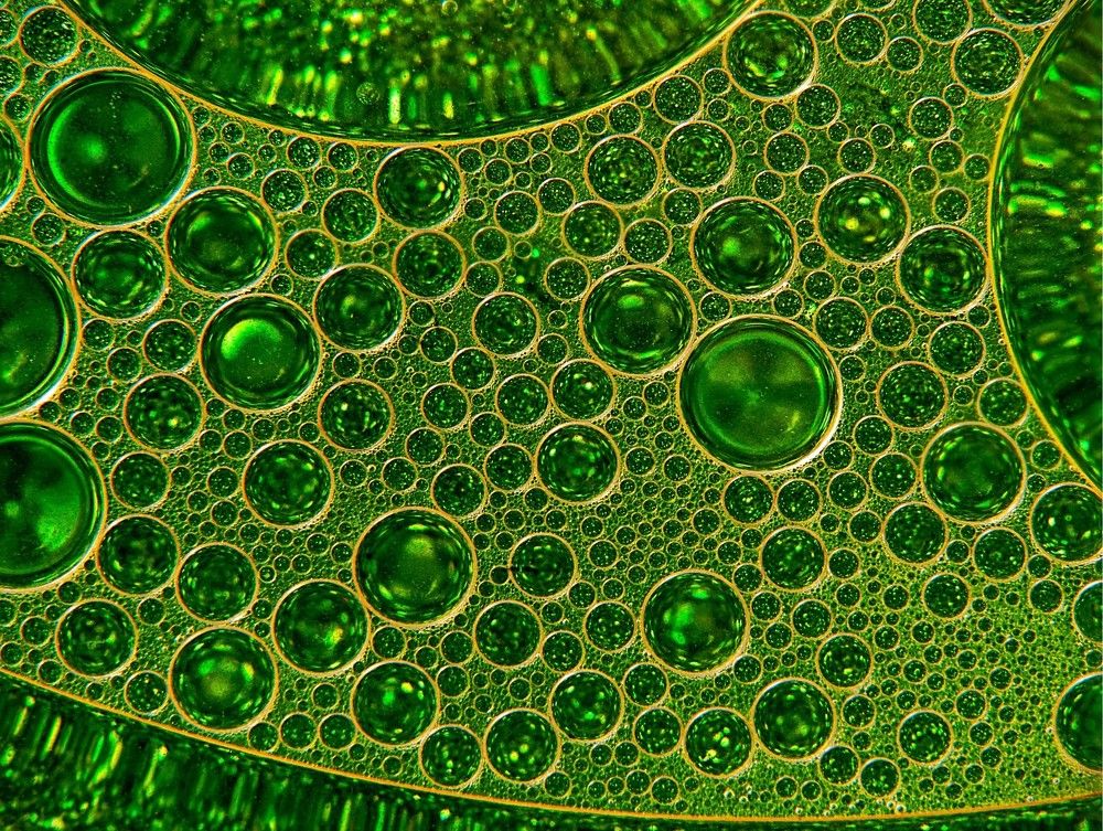 Photograph by Людмила ЧЕРНИКОВА