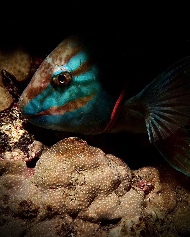 Фотография автора  Stelio