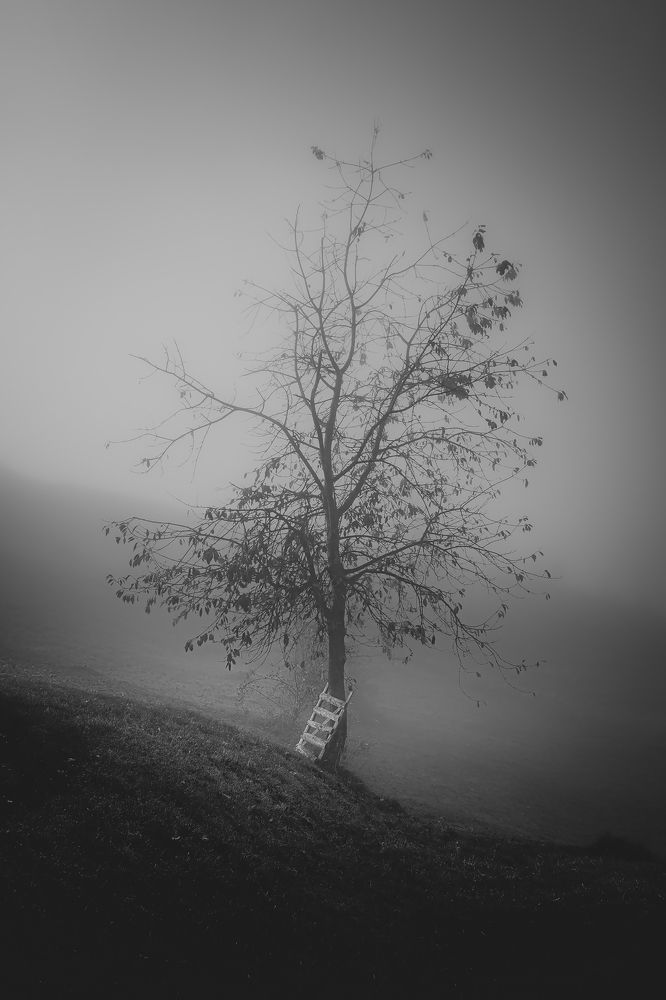 Photograph by Raz Van Olariu