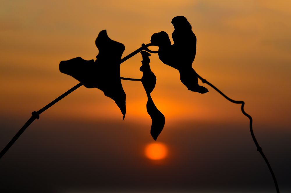 Photograph by Юлия Ковальчук