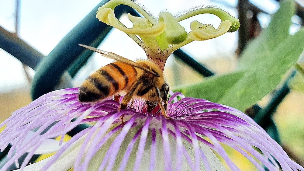 Photograph by Jeannette Beaumont