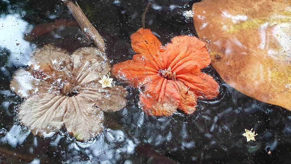 Photograph by Jeannette Beaumont