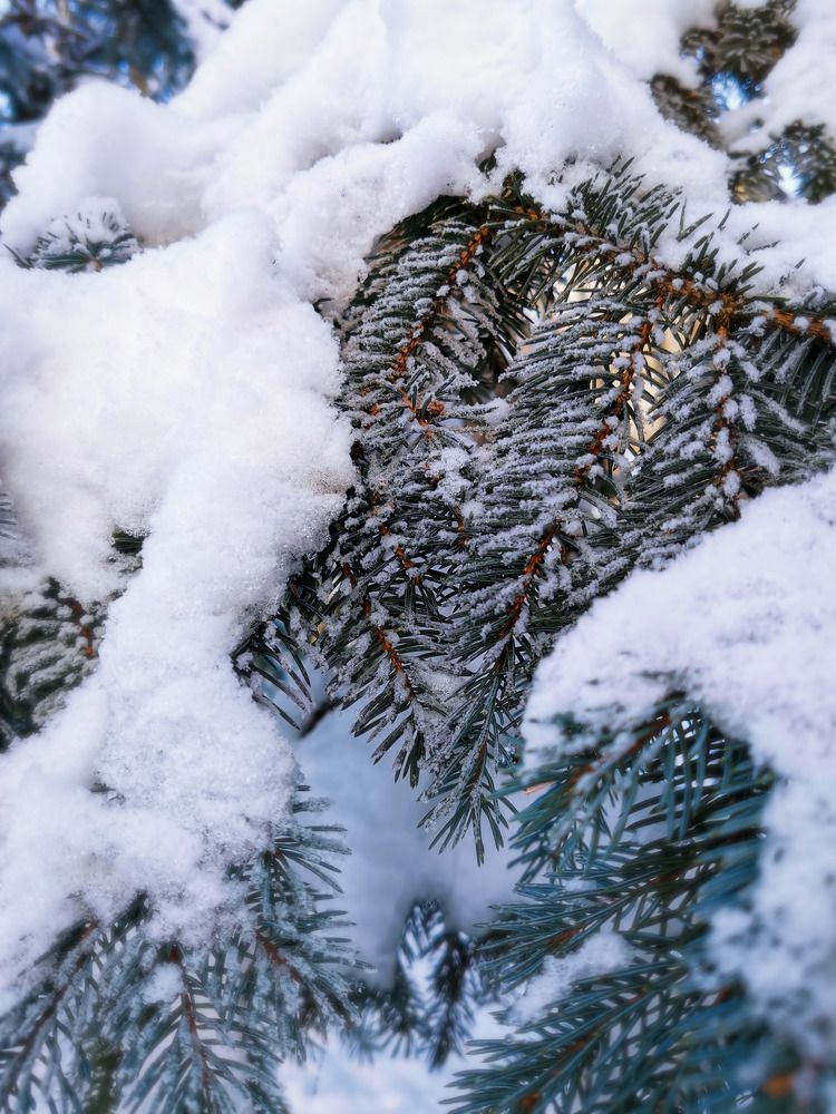 Фотография автора Светлана Кузьмина
