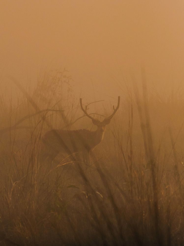 Фотография автора Advita Pande