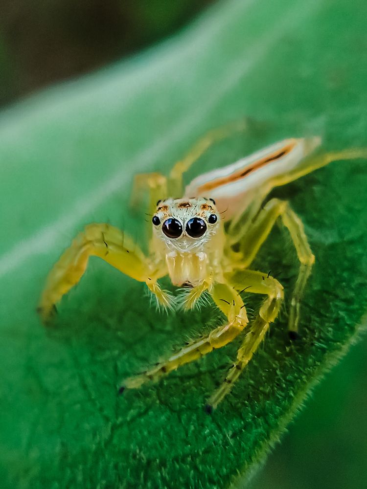 Cute spidy eyes