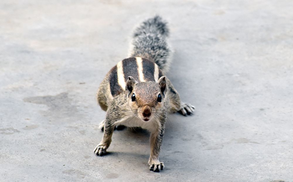 Photograph by Amarjit Mandal