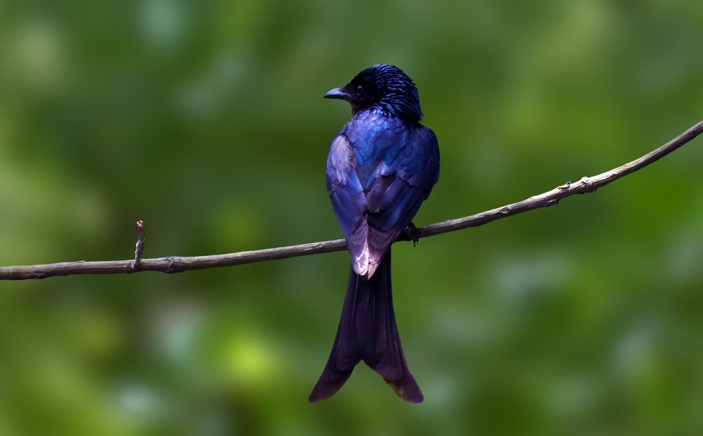 Photograph by Amarjit Mandal