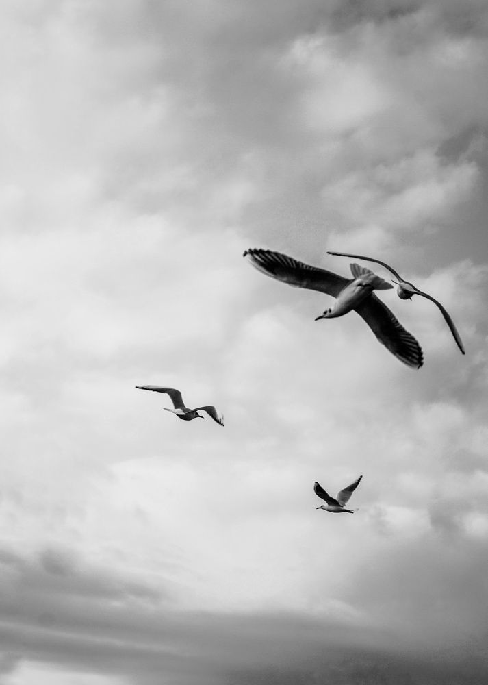 Чайки, как люди