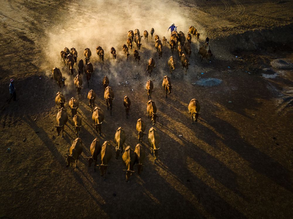 Lùa bò về chuồng