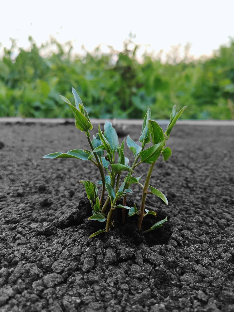 Photograph by Алексей Гуминский