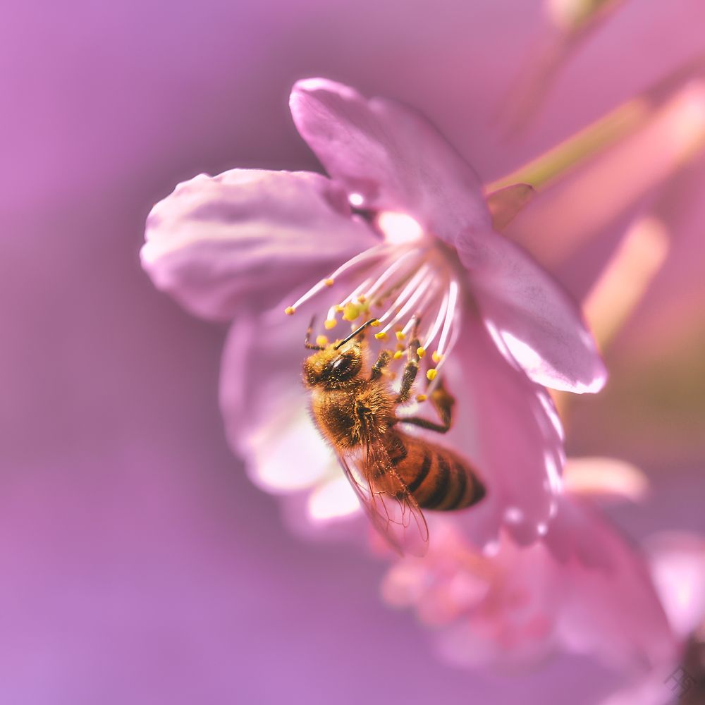 Sakura Bee