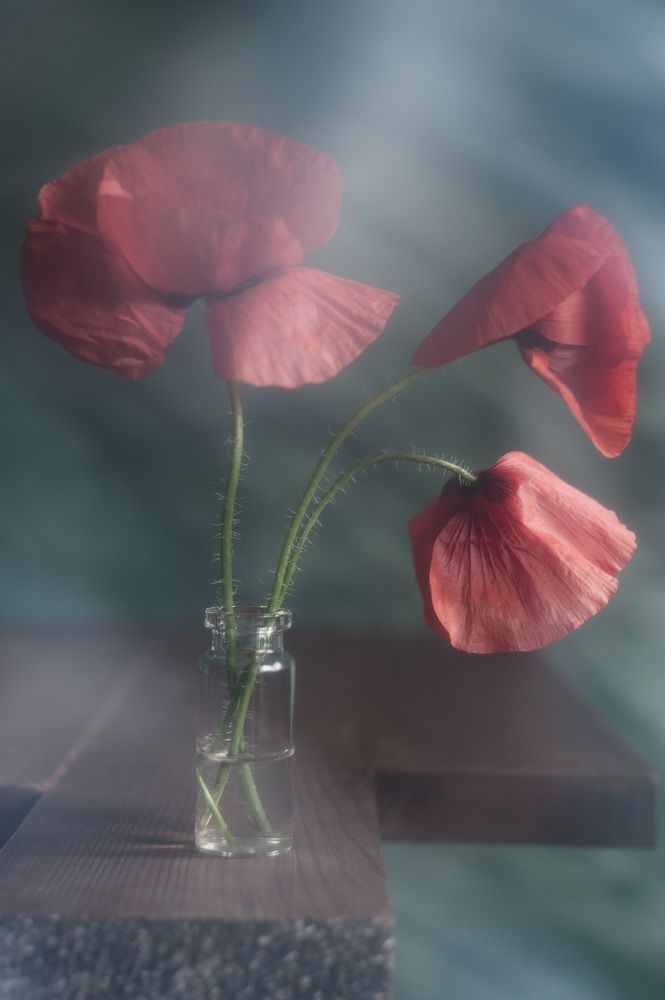 Photograph by Владимир Тузлай