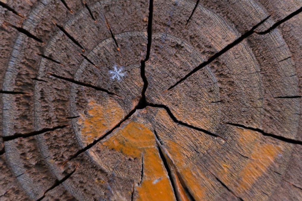 Фотография автора Александр Высоцкий