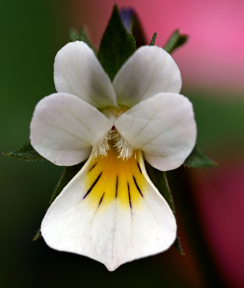 Photograph by Алексей Гордеев