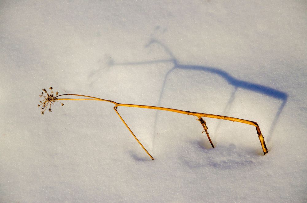 Двойной жираф/Double Giraffe