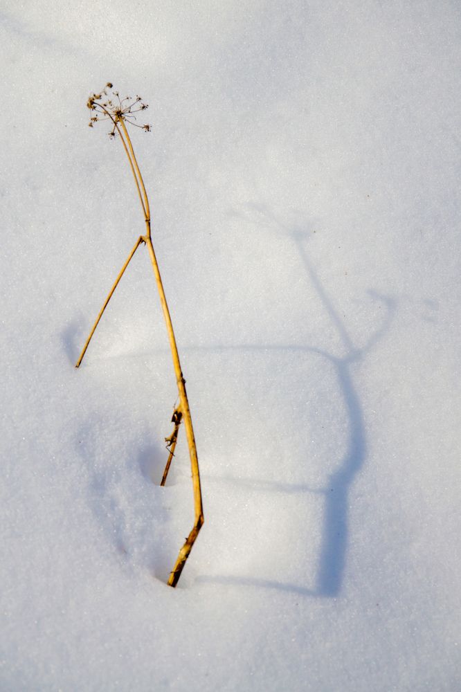 Фантазии Зимы/Wintre’s fantsy