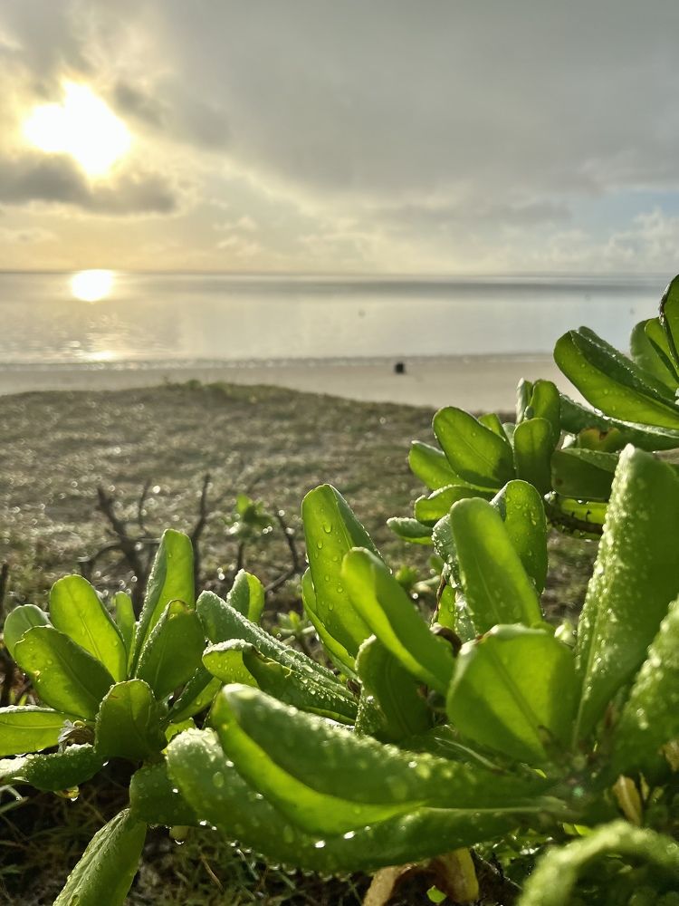 Photograph by Christine ECHEVET-ADAM de VILLIERS