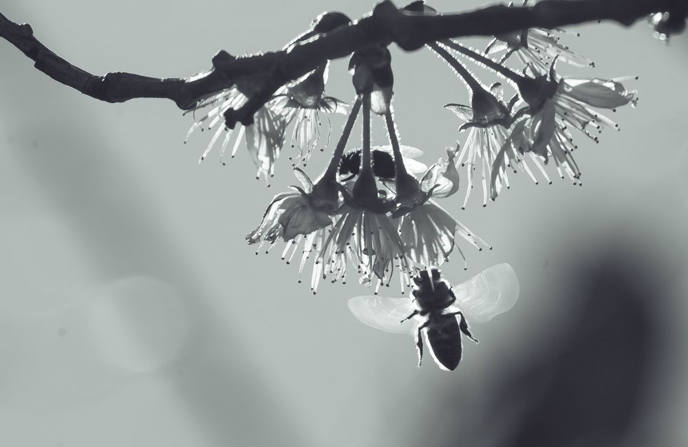 Фотография автора Naala Avidzba