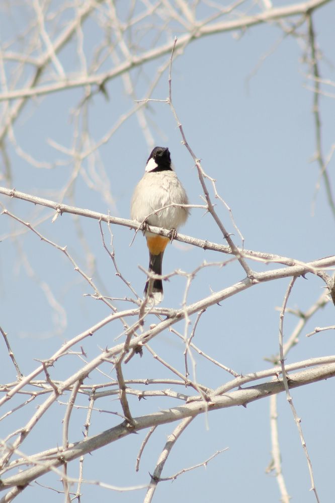 Bulbul bird in the Sultanate of Oman