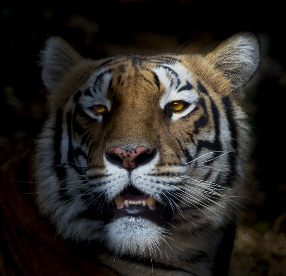 Photograph by Nyonika Rawal