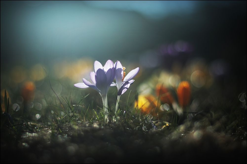 Photograph by Krzysztof Trojanowski