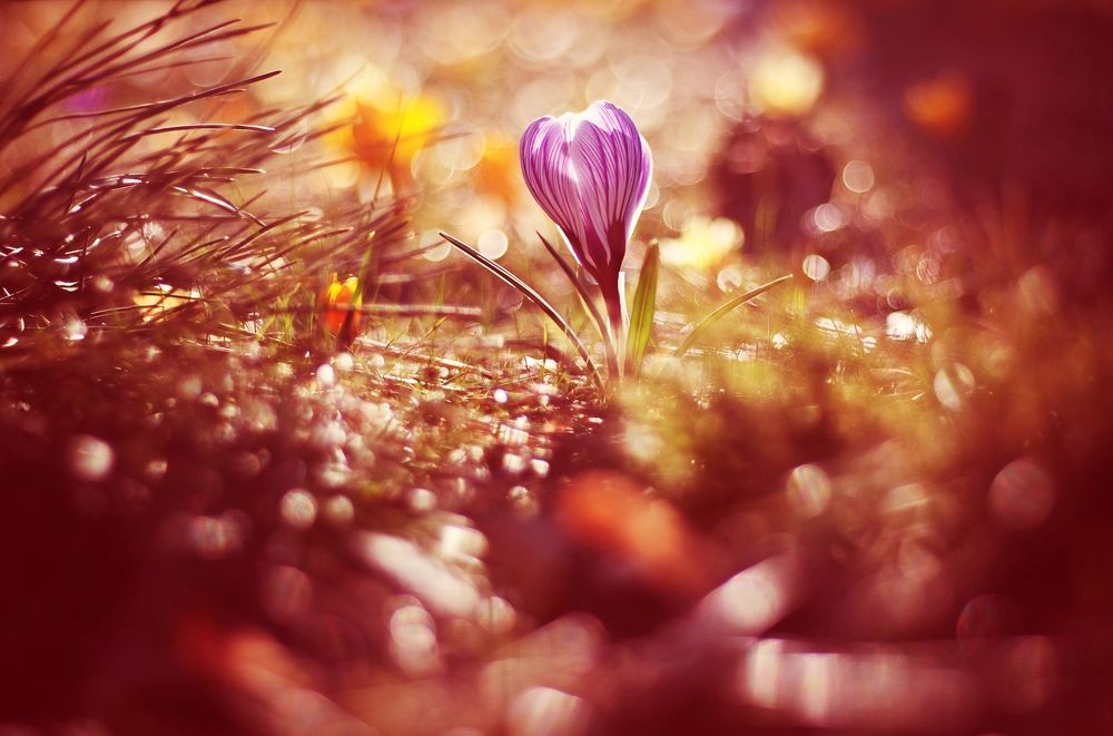 Photograph by Krzysztof Trojanowski