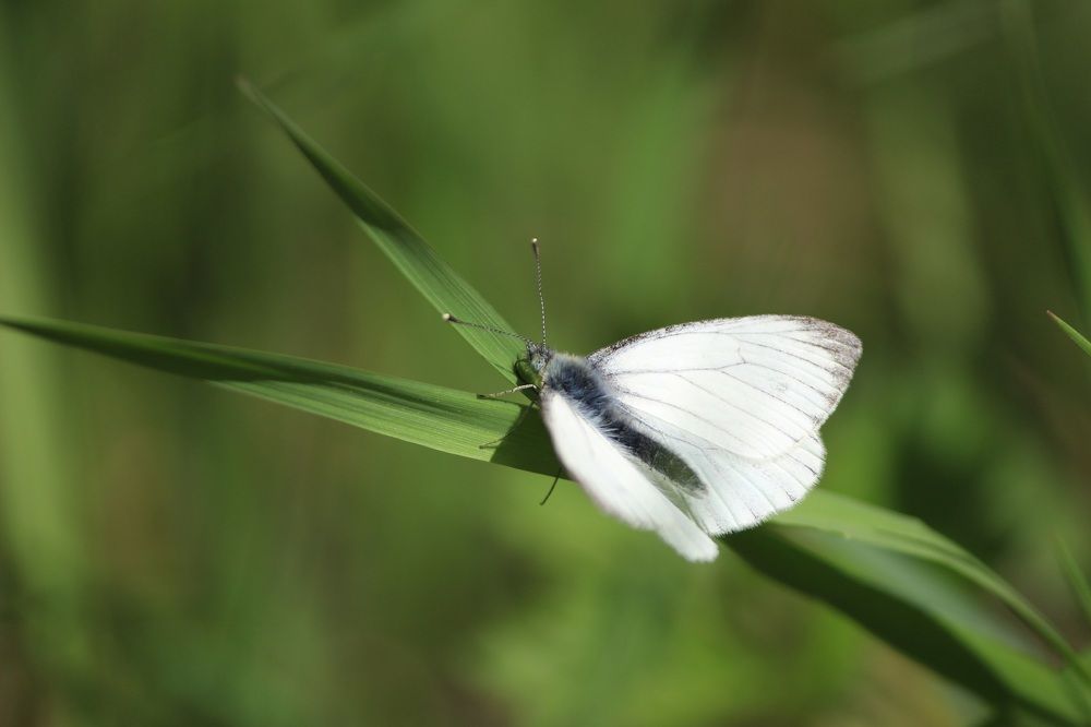Photograph by Вячеслав Атаманов