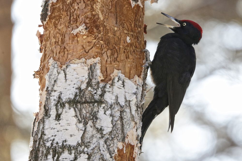 Photograph by Алексей Абашин