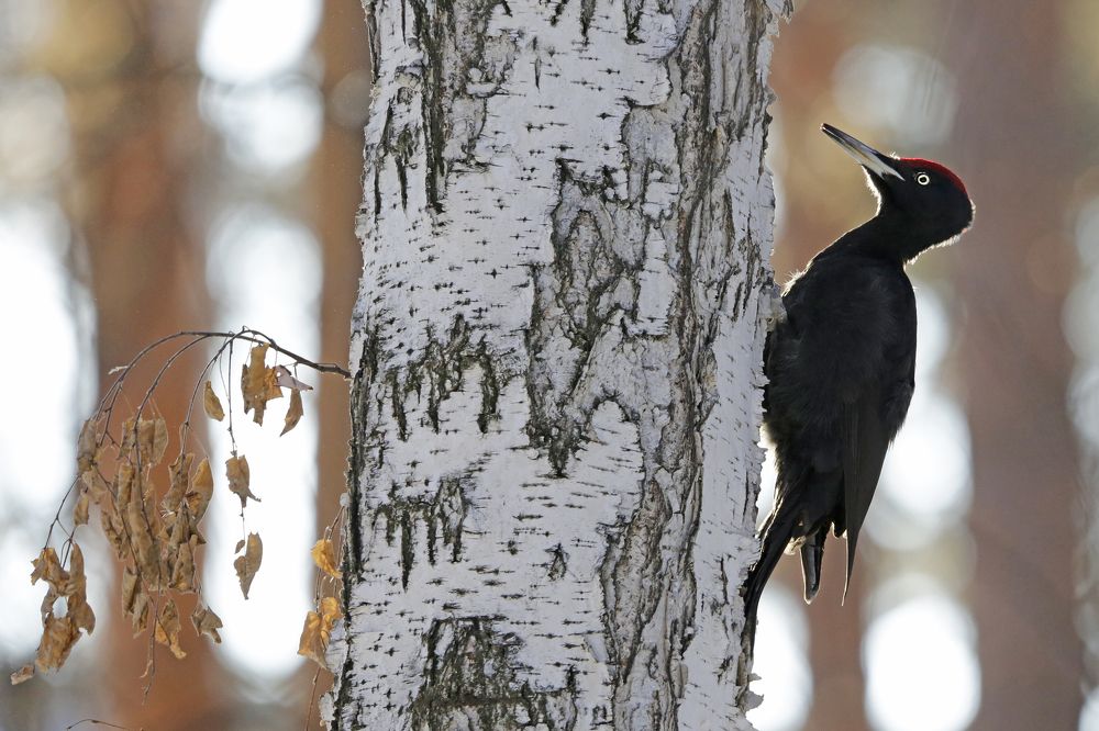 Photograph by Алексей Абашин