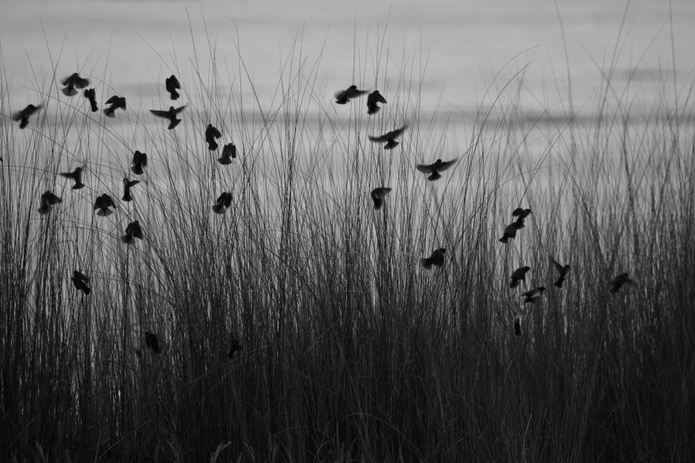 Colourless canvas of nature