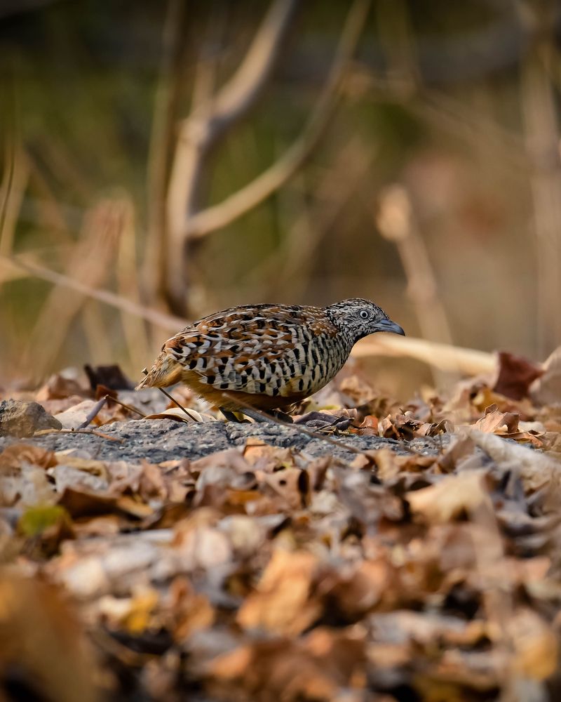 Photograph by Rohan Panchal