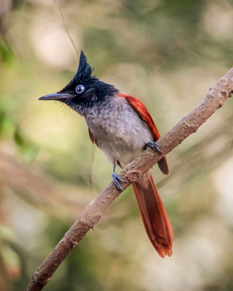 Photograph by Rohan Panchal