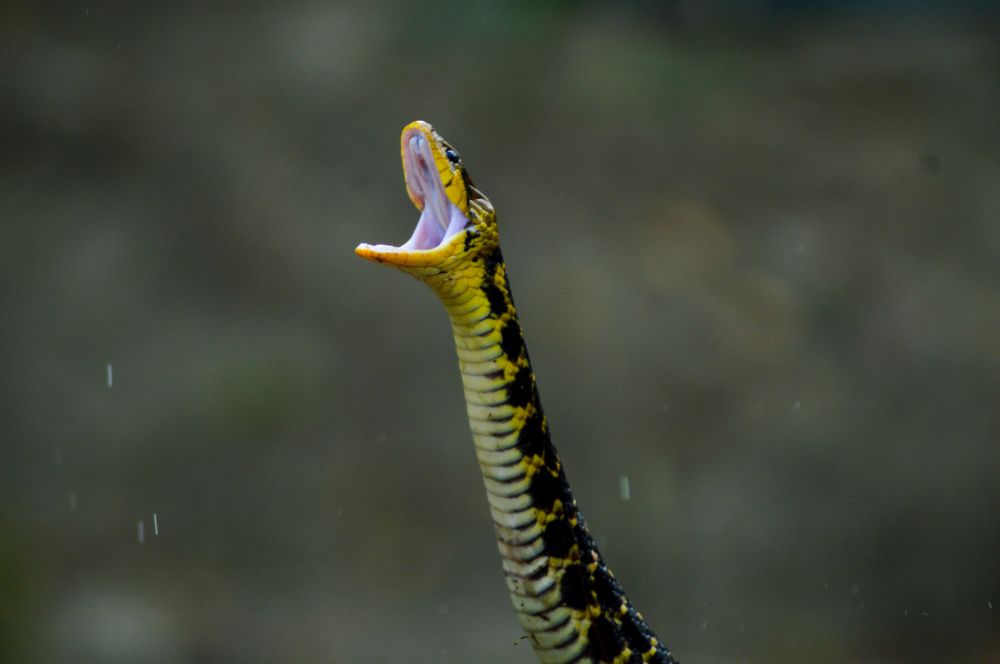 Photograph by Tanbin Farazi