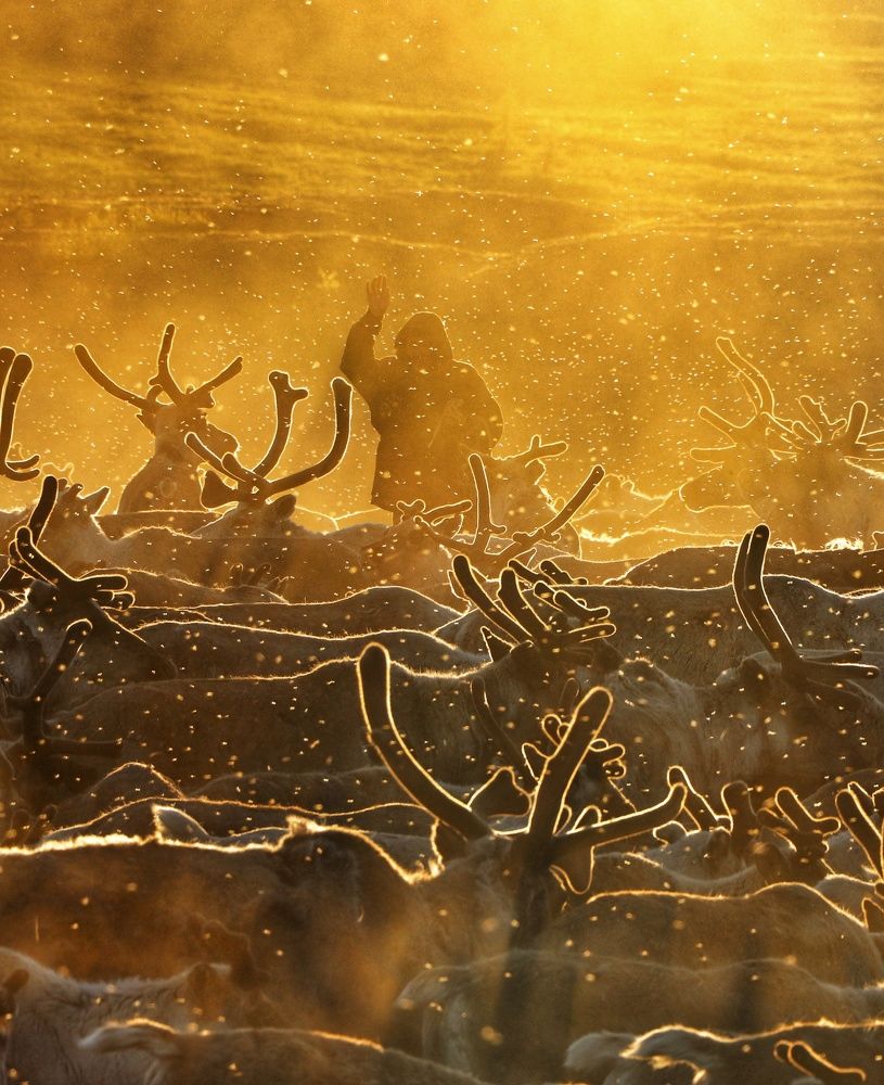 Комариное гнездо