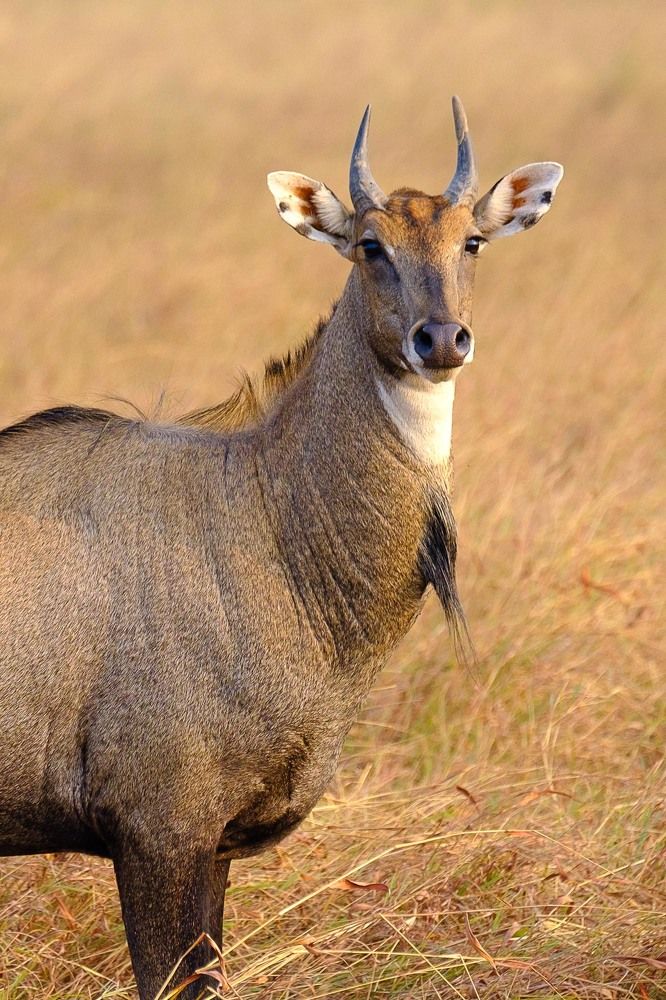 Photograph by Abhijeet Nadkarni