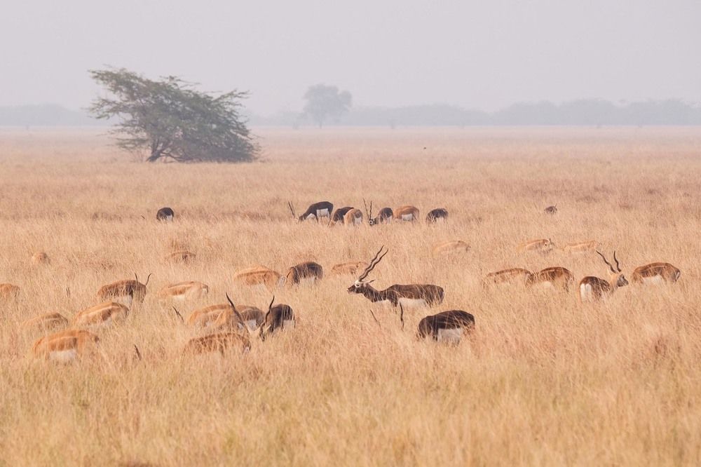 Photograph by Abhijeet Nadkarni