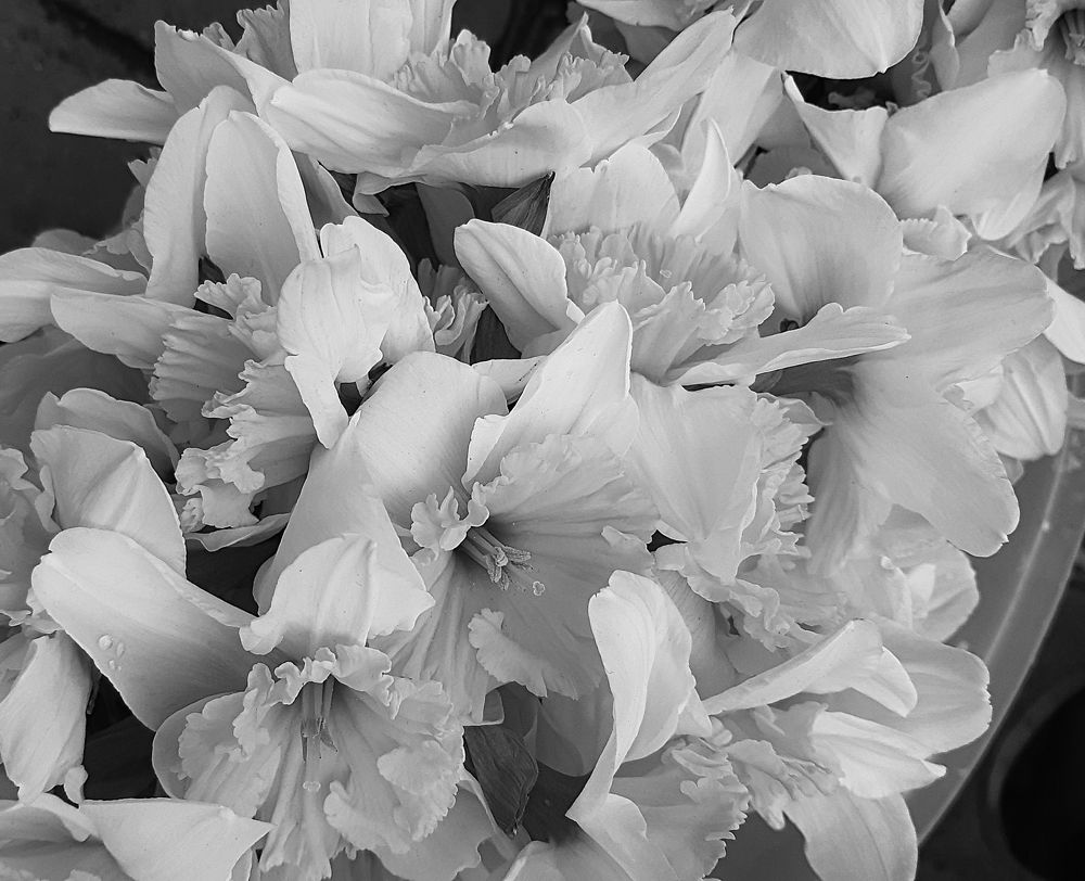 Photograph by Suzana Cakciri