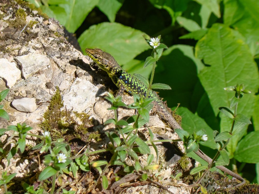 Прыткая ящерица