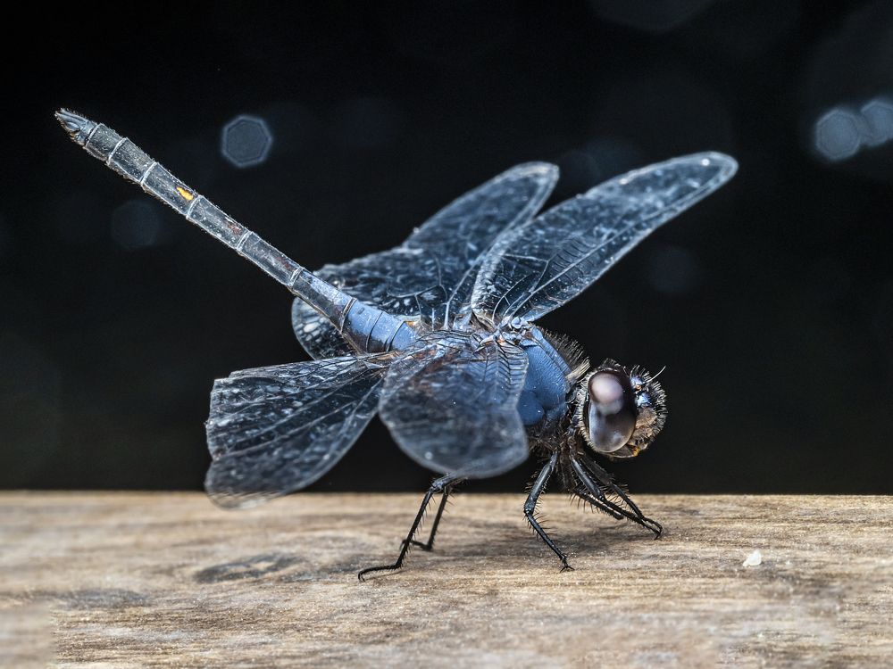 Photograph by Soon Teong Low