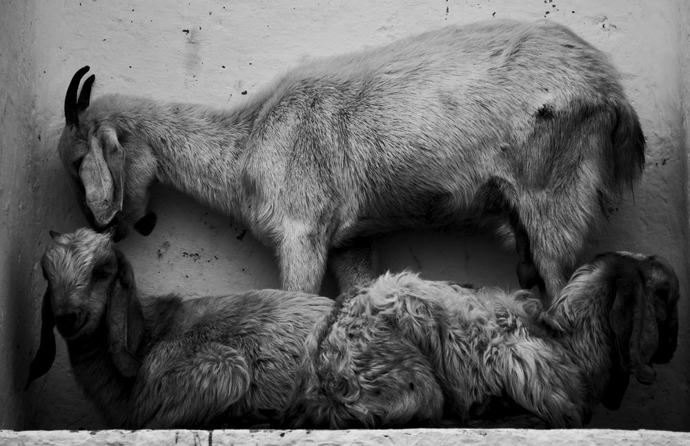 Photograph by Arijit Dey