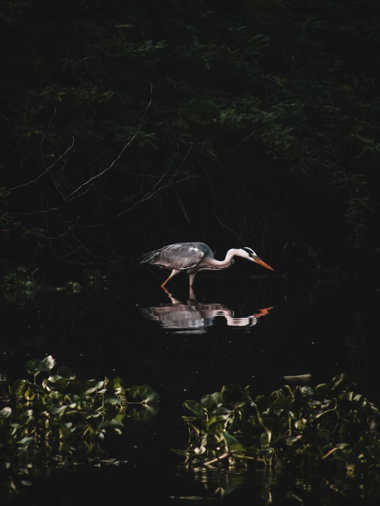 Photograph by Rajamahendran