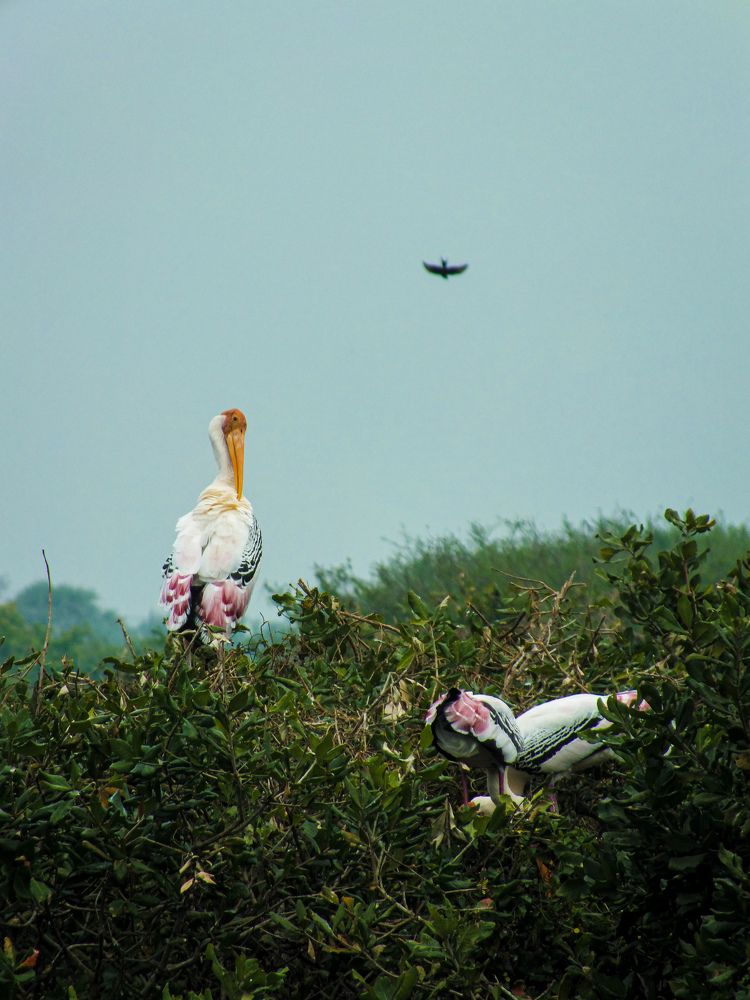 Photograph by Rajamahendran