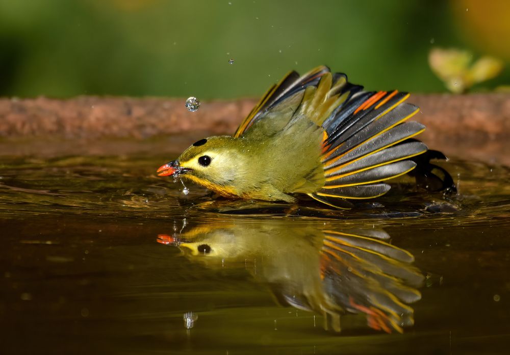 Photograph by Saptarshi Dasgupta