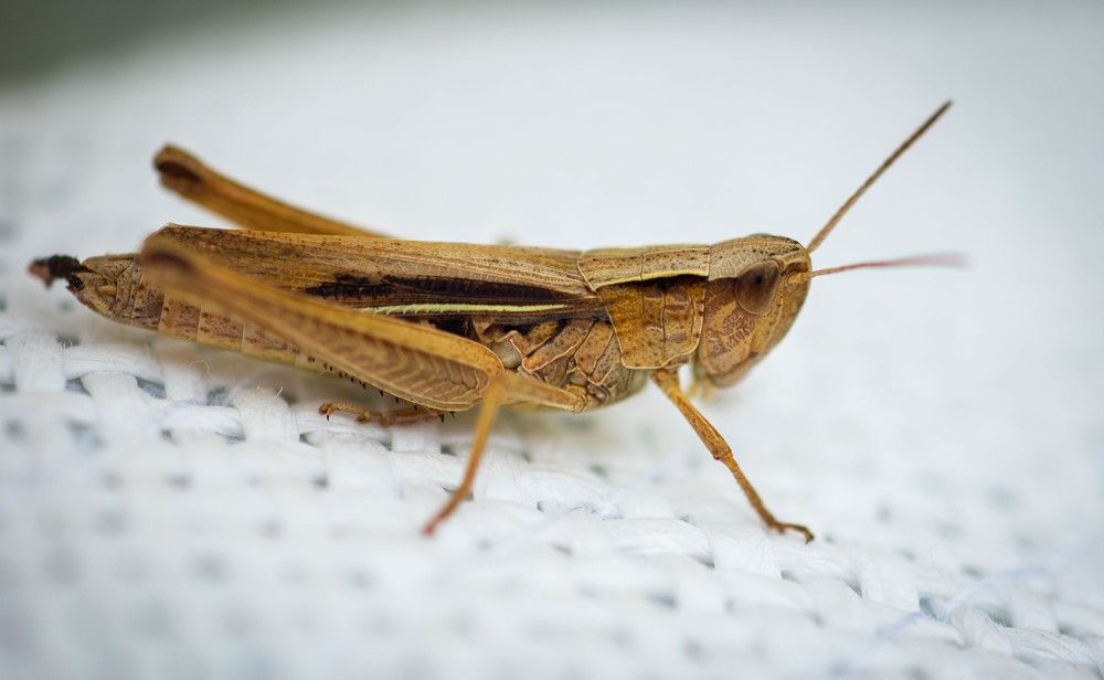 Photograph by Ирина Кошлюнова