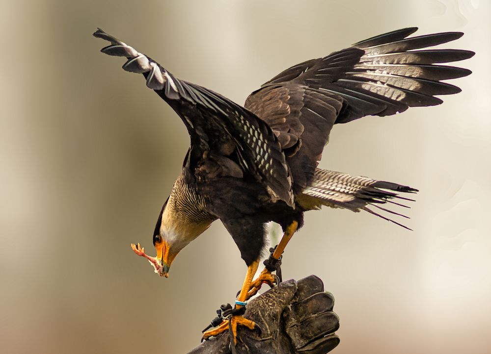 Photograph by Wendy Vanhoudt