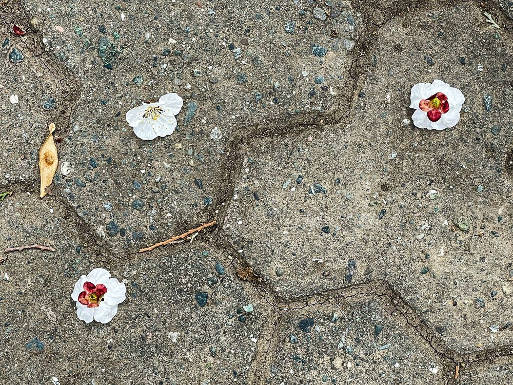 Photograph by Olga Semyonova