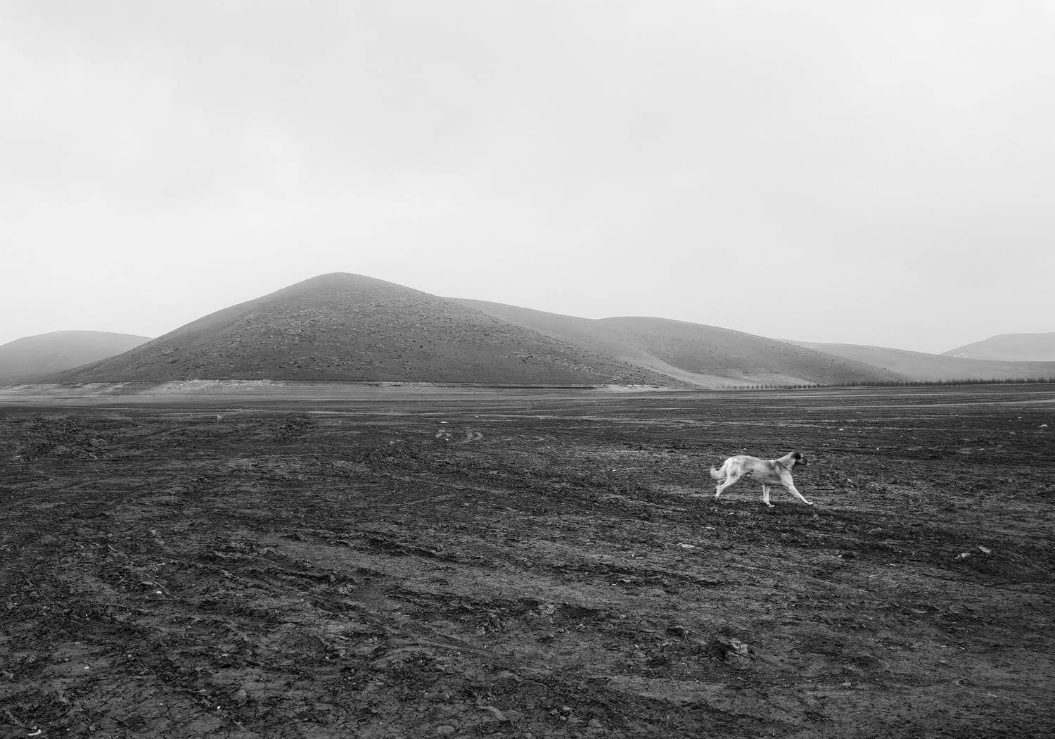 Photo #7452285